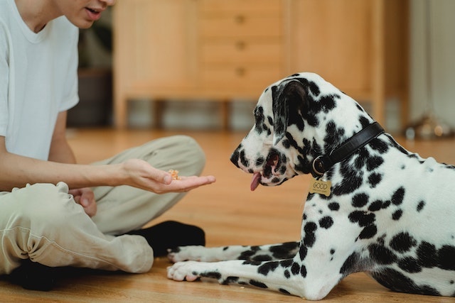 Man sat on the floor with a Dalmatian dog offering him a treat in a training pose