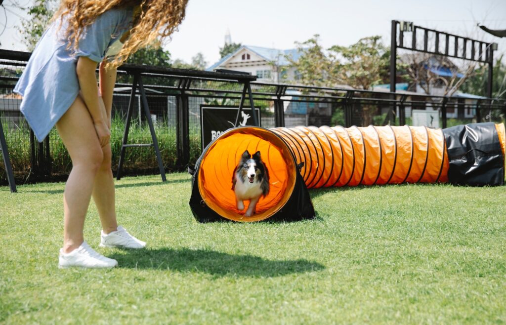 Girl encouraging her dog through an agility training tunnel
