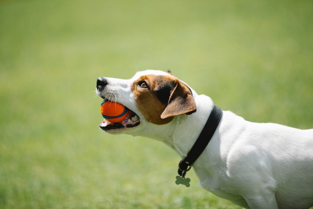 A terrier type of dog carrying a durable play ball in it's mouth