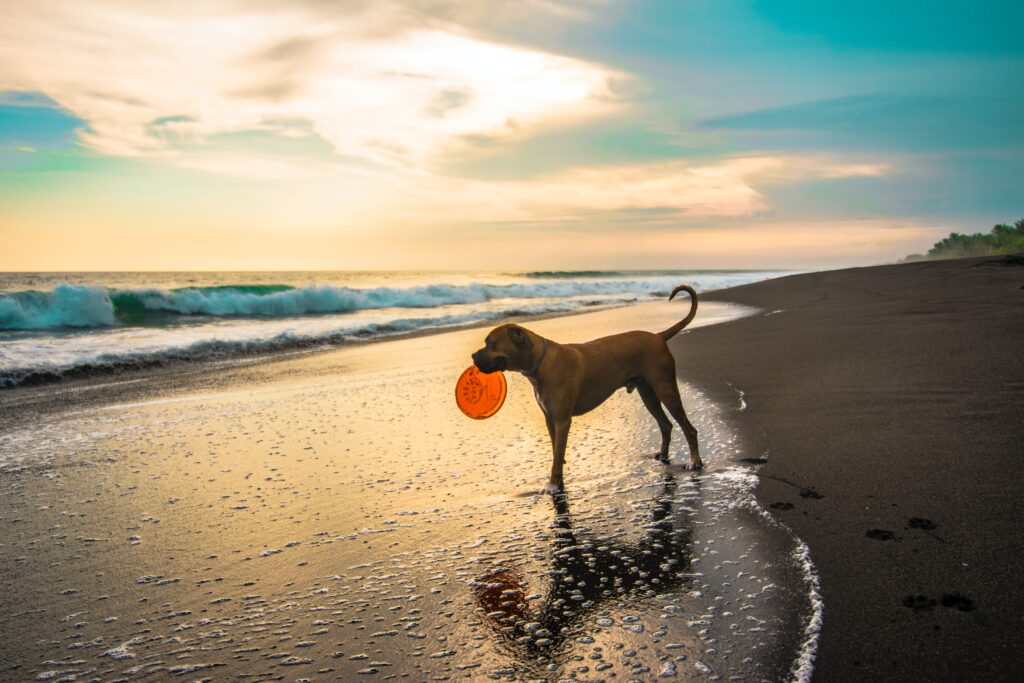 A large dog on a beach stood in the water line looking out to sea holding a frisbee in it's mouth