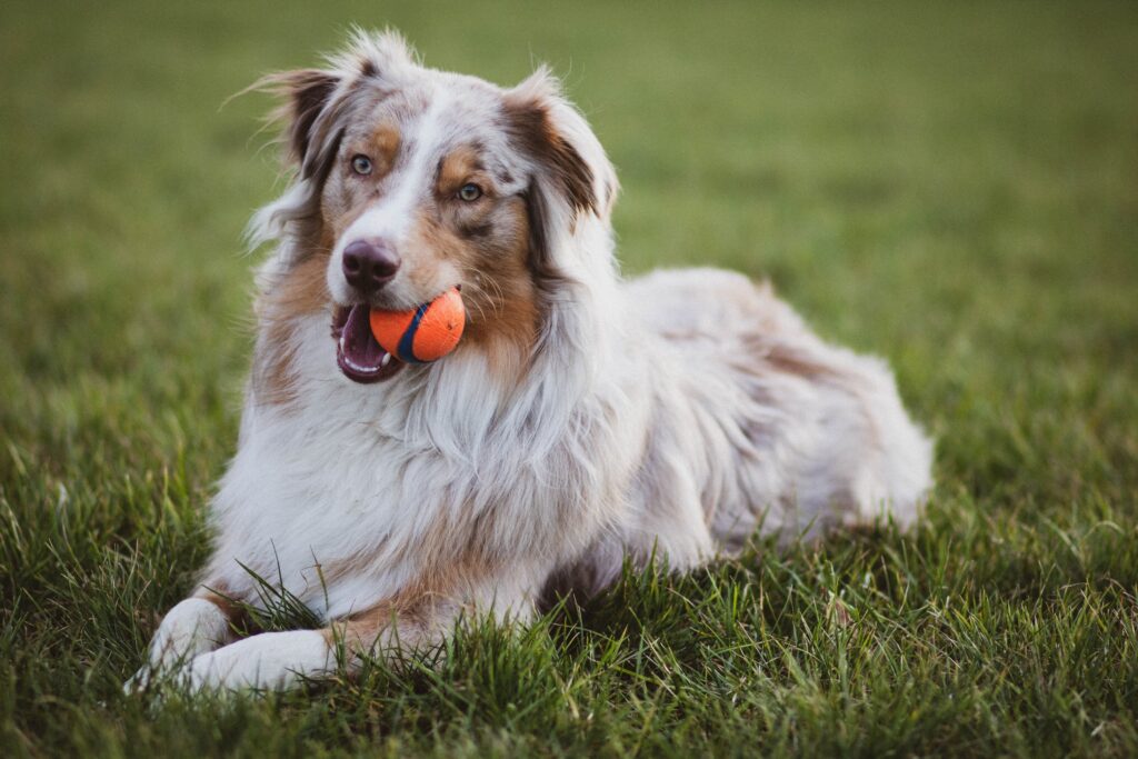 A collie type dog laid on a grass field with a Chuckit! ball in it's mouth