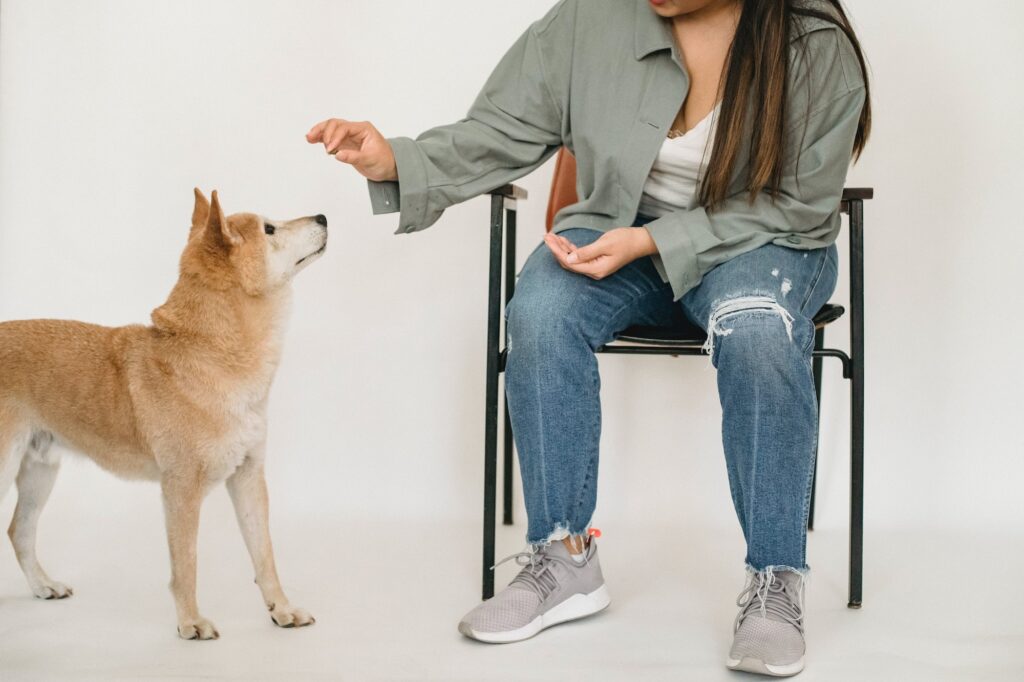 A lady sat on a chair offering a dog treat to a young medium sized dog in training