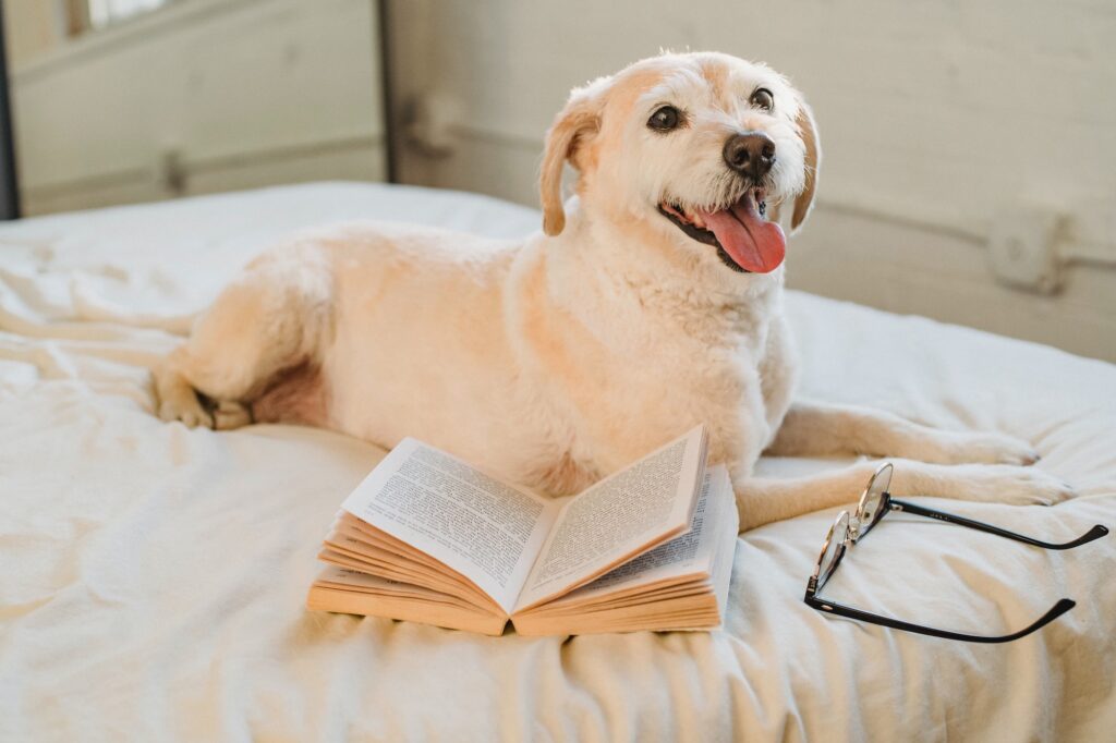 A white labrador type dog relaxing on a bed surrounded by a book and spectacles