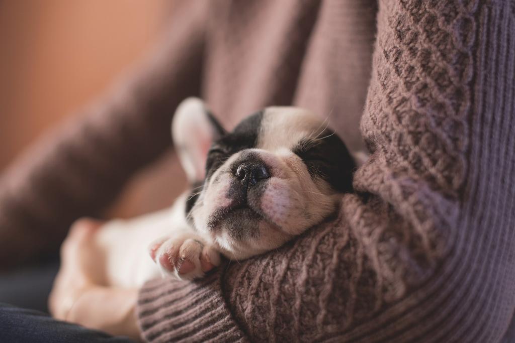 A small bull dog type puppy fast asleep in the arms of a person