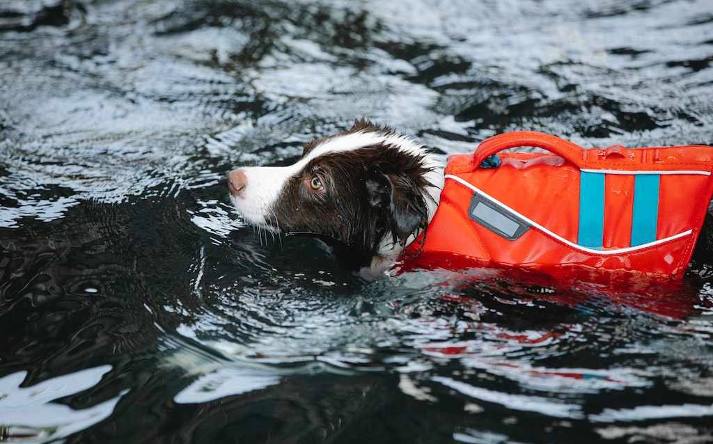 A spaniel type dog swimming in open water wearing a swimming aid