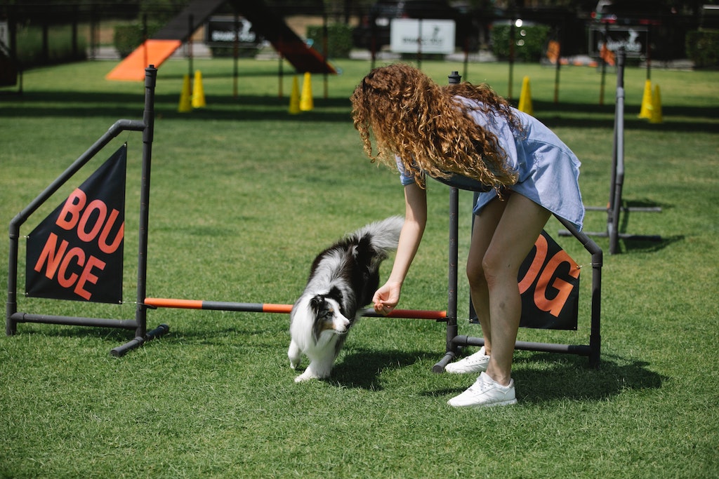 A collie type dog jumping over a dog agility course