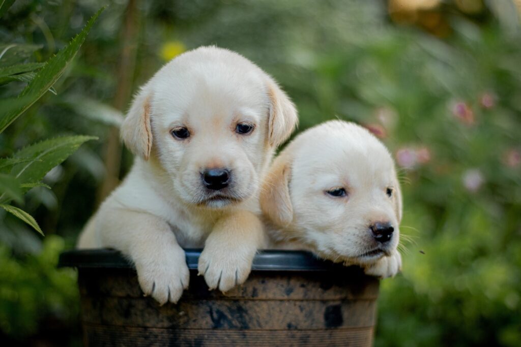 Two small Labrador type puppies relaxing together