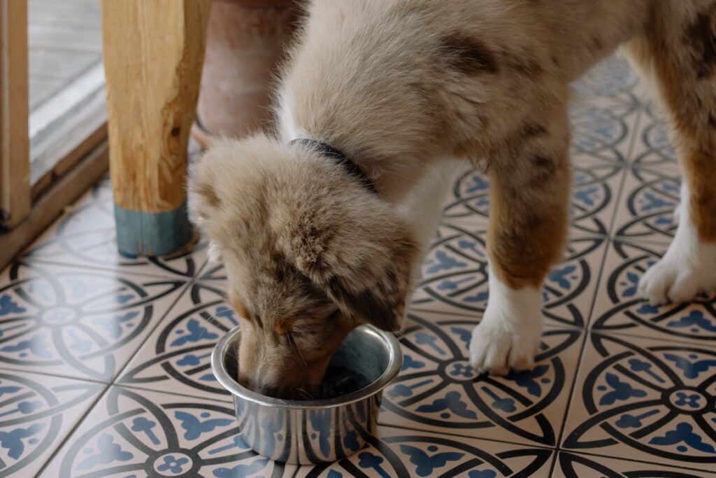 A medium sized fluffy dog eating food from a standard dog food bowl