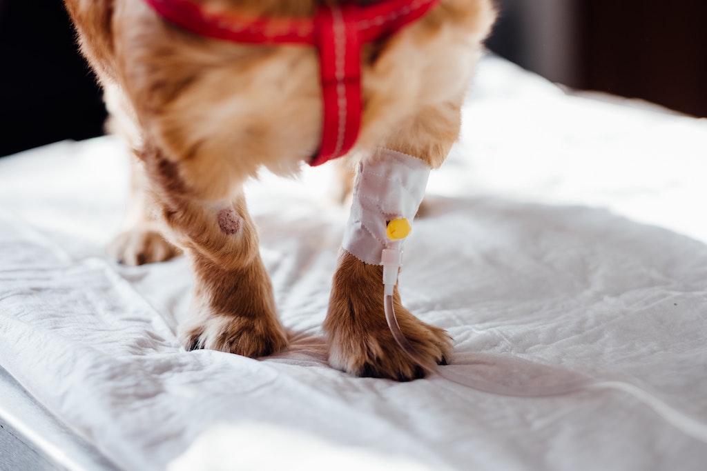 A small dog with an IV line on it's leg in a vets