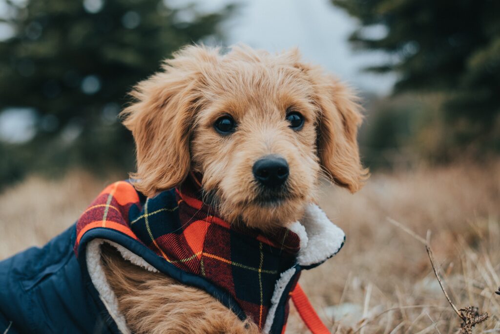 Cute fluffy puppy dog wearing a warm coat in the countryside