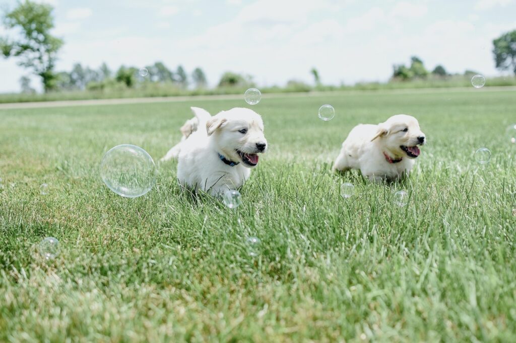 Two young Labrador puppies running through a field playfully