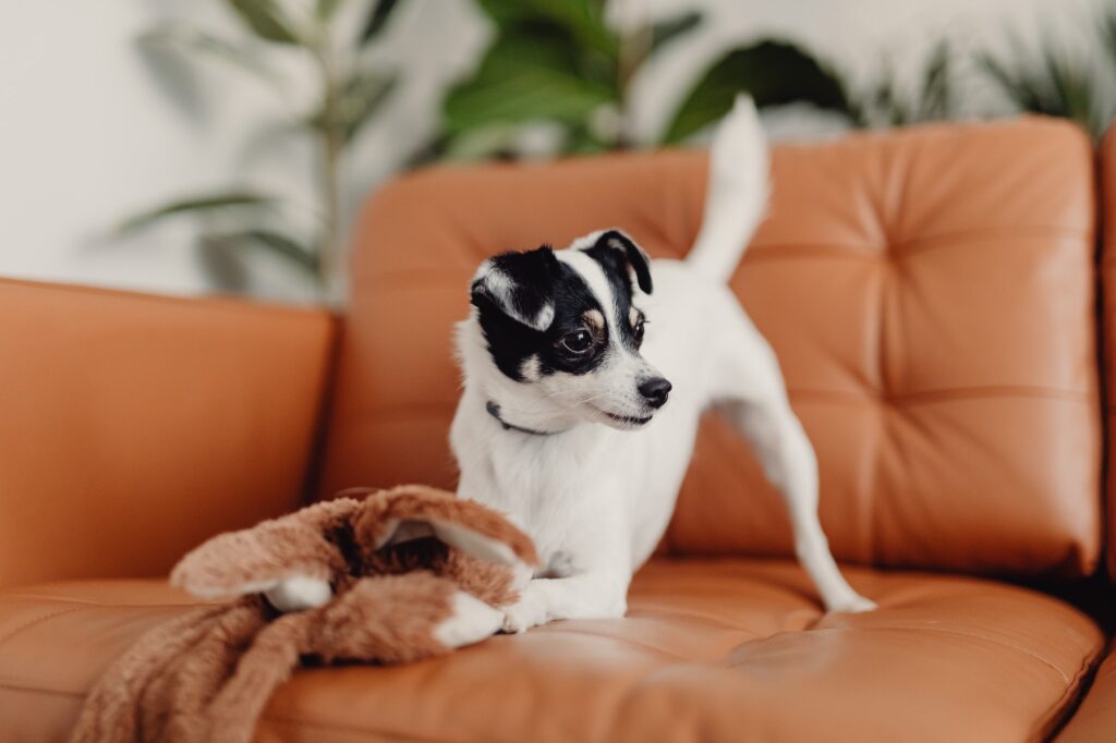 A Small puppy playing with a stuffed toy on a sofa.