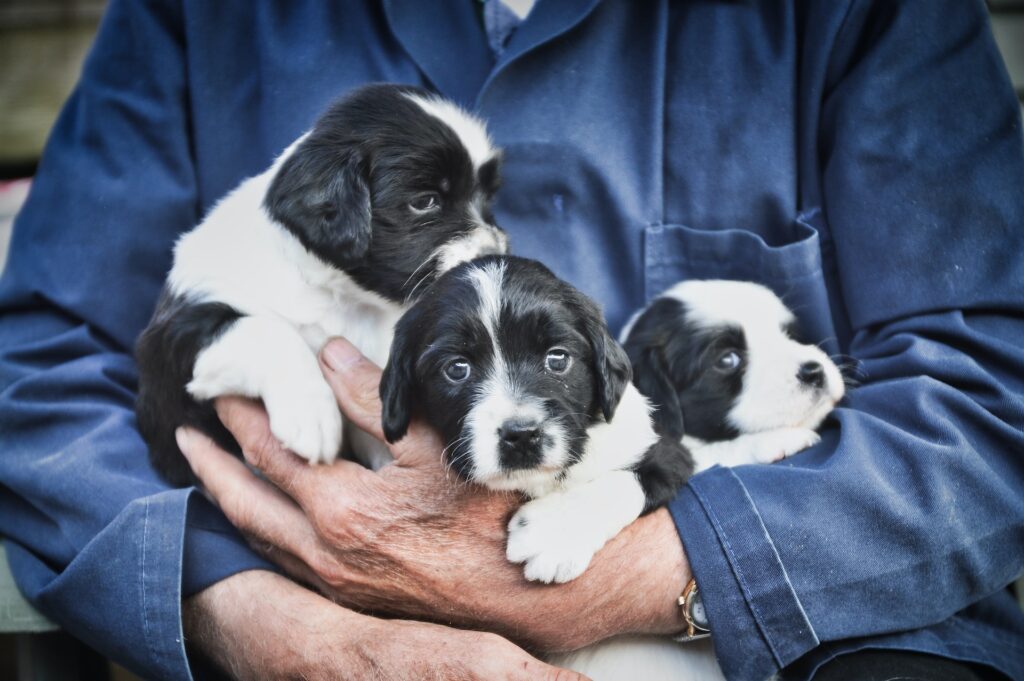 Three young puppies being held carefully in the arms of a person