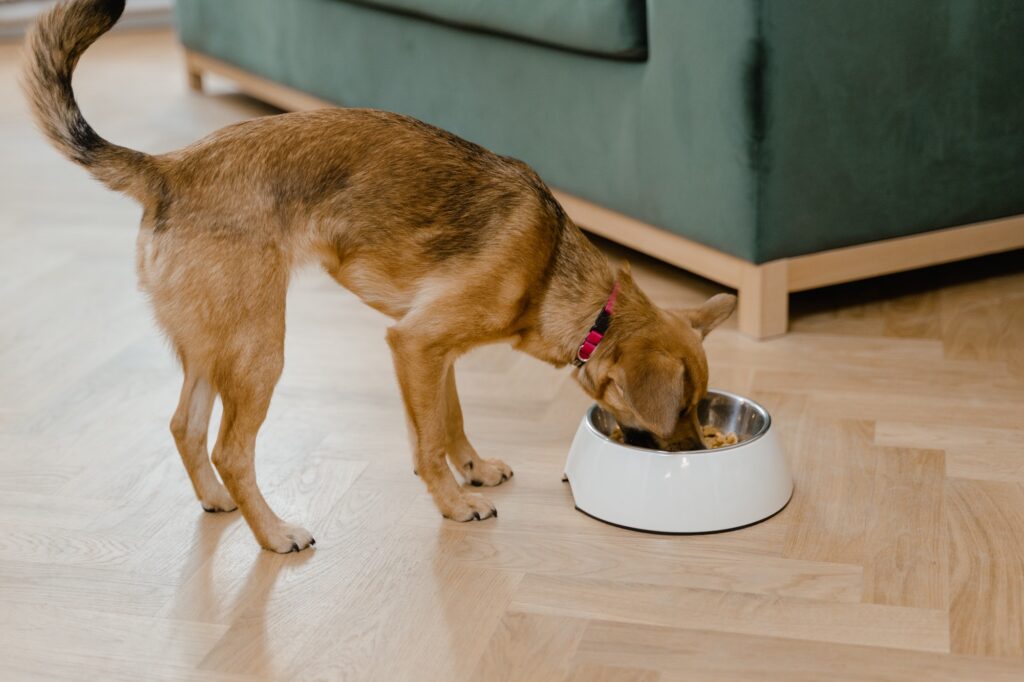 A medium sized puppy dog eating food from an anti slip bowl in a home setting