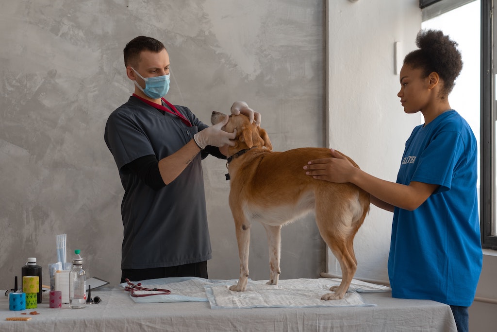 A vet checking a labrador type of dog in a clinic