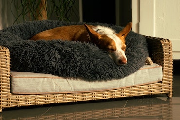 Dog relaxing in a donut bed