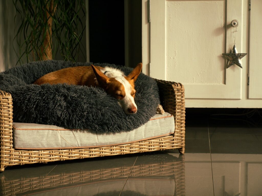A dog soundly sleeping on two comfortable beds