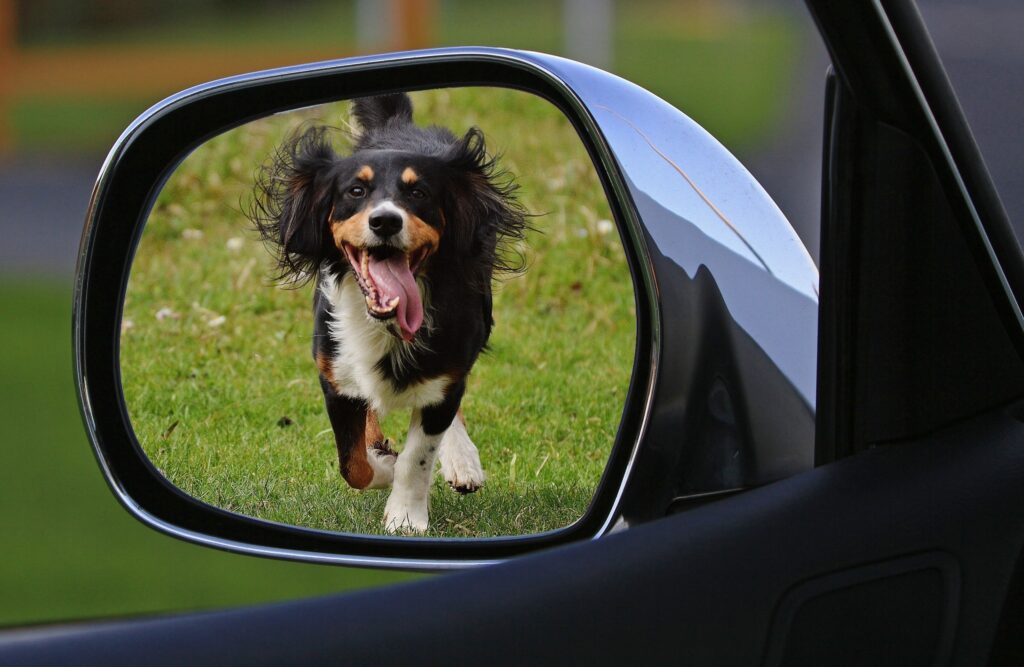 Dog running on grass, image captured in a car's wing mirror