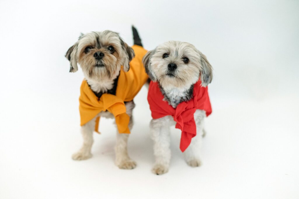 Two small smartly groomed dogs wearing dog jumpers