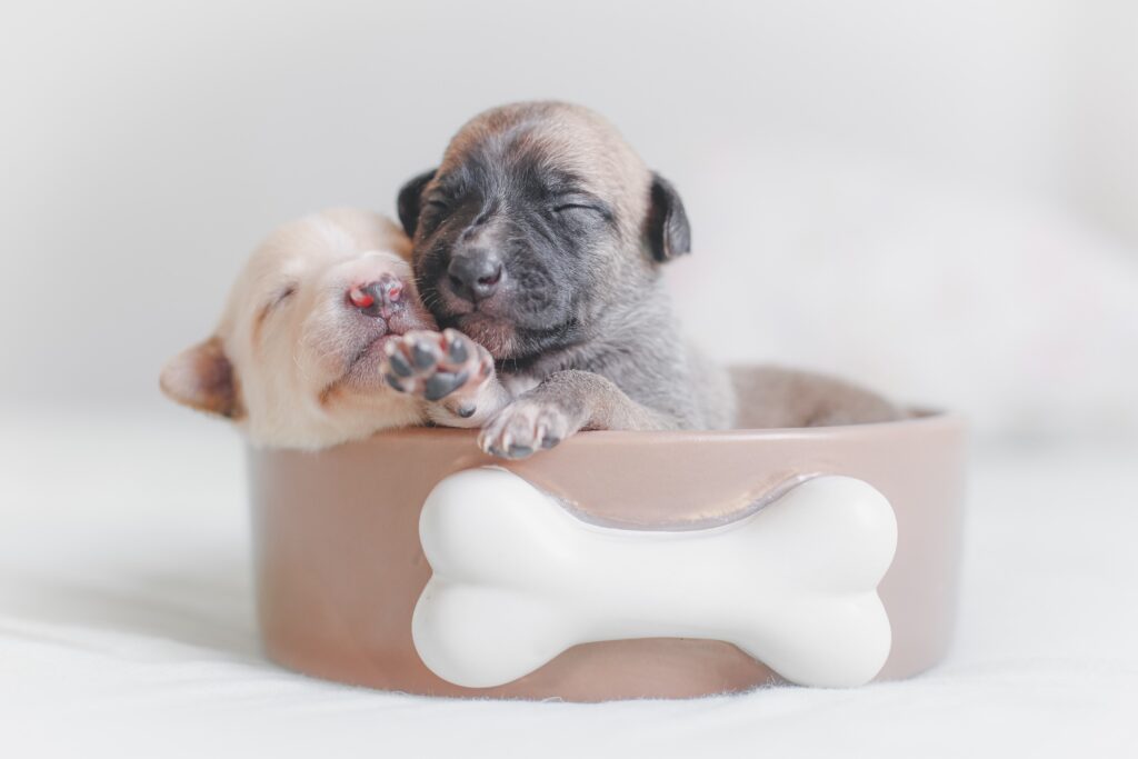 Two tiny puppies fast asleep in a food bowl