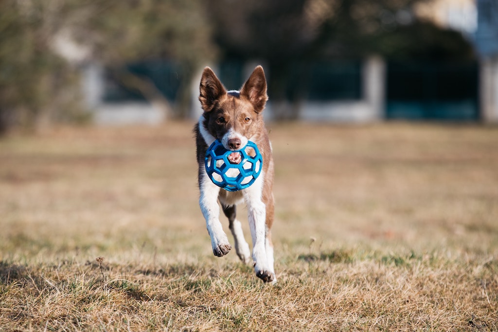 A working breed type of dog running free in a field carrying a play ball