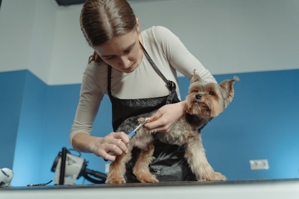 Small dog having a grooming session at a professional dog groomers