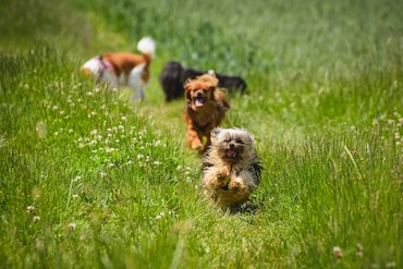 Healthy dogs running through a field