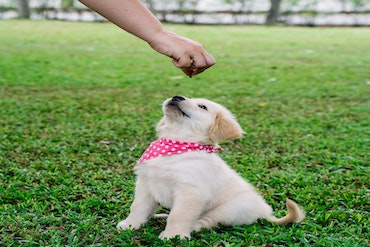 A small puppy waiting for a treat from it's owner