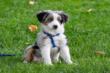 Puppy wearing a harness and a lead sat on grass