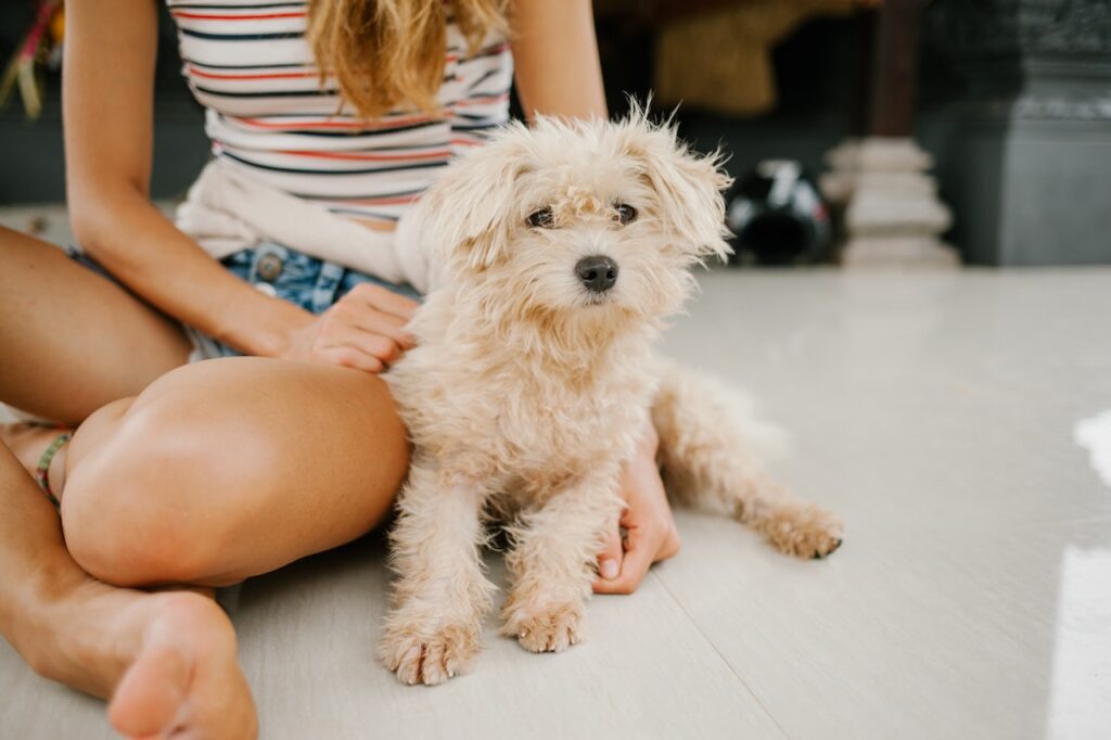 A young puppy cuddled upto a lady sat on a floor