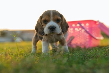 A small puppy in a garden standing on grass