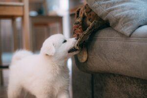 Puppy chewing a blanket on a sofa in a home